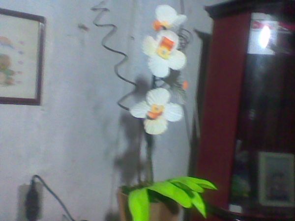 ORQUIDEA