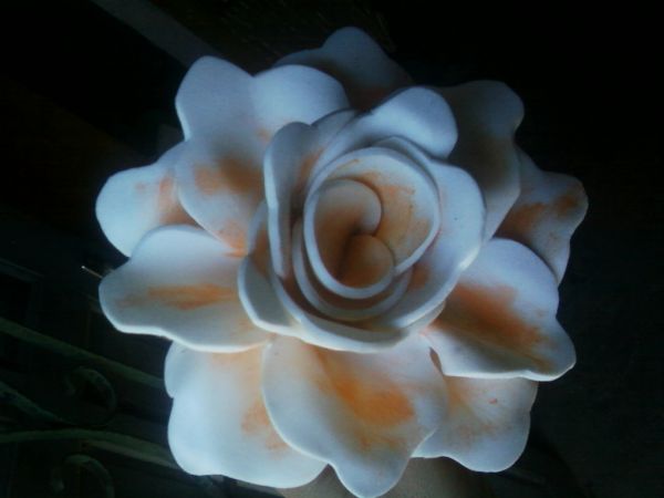 ROSA UNI.