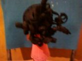 FOFUCHA2/2