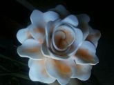 ROSA UNI.
